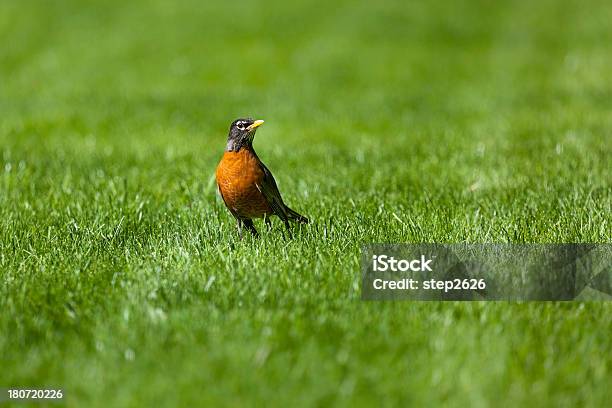 Foto de Turdus Migratorius e mais fotos de stock de Alimentar - Alimentar, Animal selvagem, Ave canora