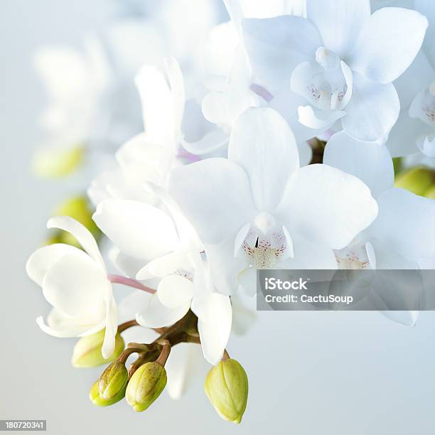 Orchidee Bianche - Fotografie stock e altre immagini di Orchidea - Orchidea, Bianco, Fiore
