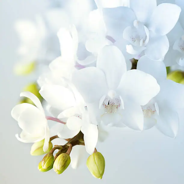 Beautiful white orchid flowers. Macro photography.