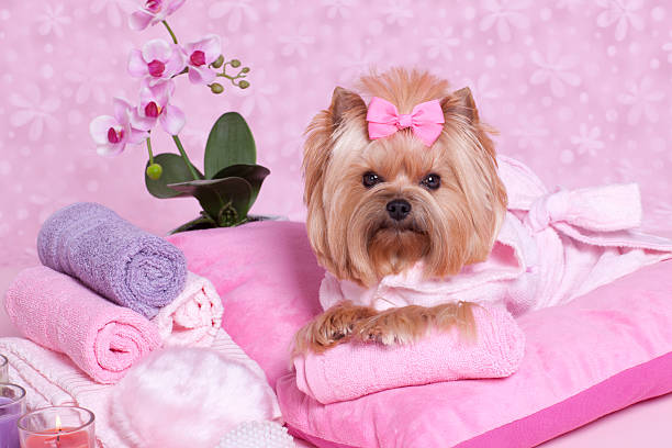 istock Yorkshire Terrier dog day at the spa 180720361