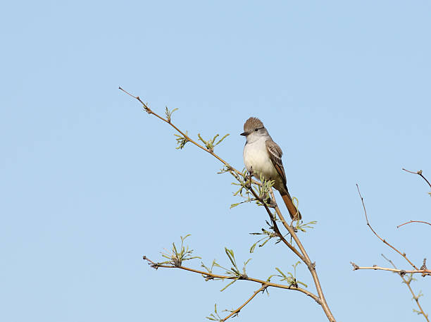istock Myiarchus cinerascens Ash-Throated Flycatcher Bird 180720393