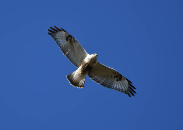 a rough-legged buzzard circling in the clear sky in hokkaido. - rough legged hawk bird of prey hawk animals in the wild imagens e fotografias de stock