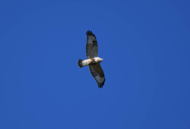 a rough-legged buzzard circling in the clear sky in hokkaido. - rough legged hawk bird of prey hawk animals in the wild imagens e fotografias de stock