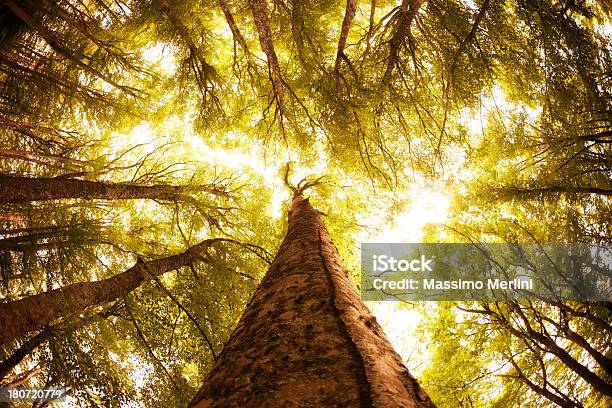 Foresta In Primavera - Fotografie stock e altre immagini di Albero - Albero, Albero deciduo, Ambientazione esterna