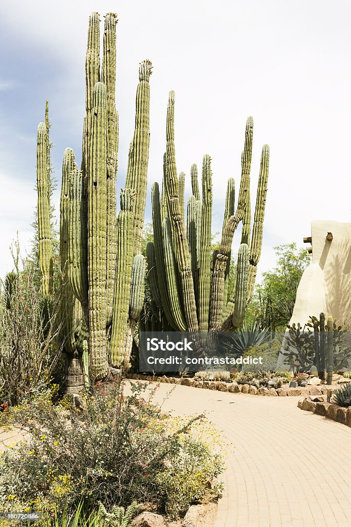 Cactos do deserto - Foto de stock de Arbusto royalty-free