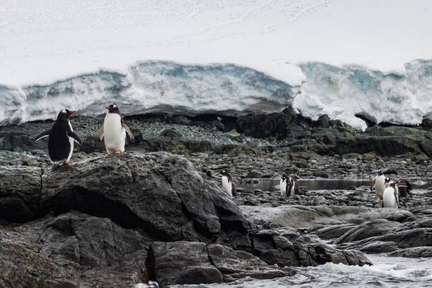 istock Gentoo Penguins on snow, Antarctica. Rocky shore, snow in background. 1807212028