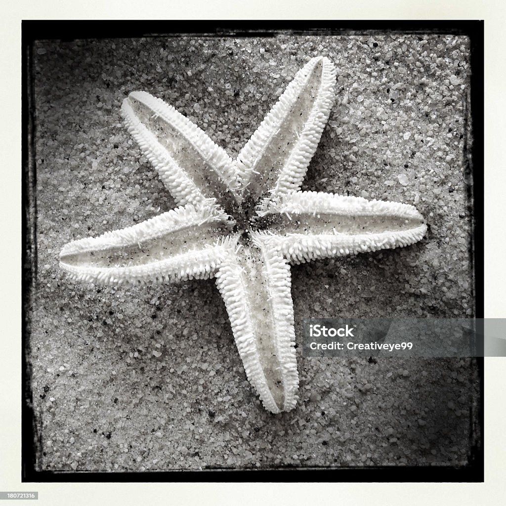 морская звезда - Стоковые фото Без людей роялти-фри