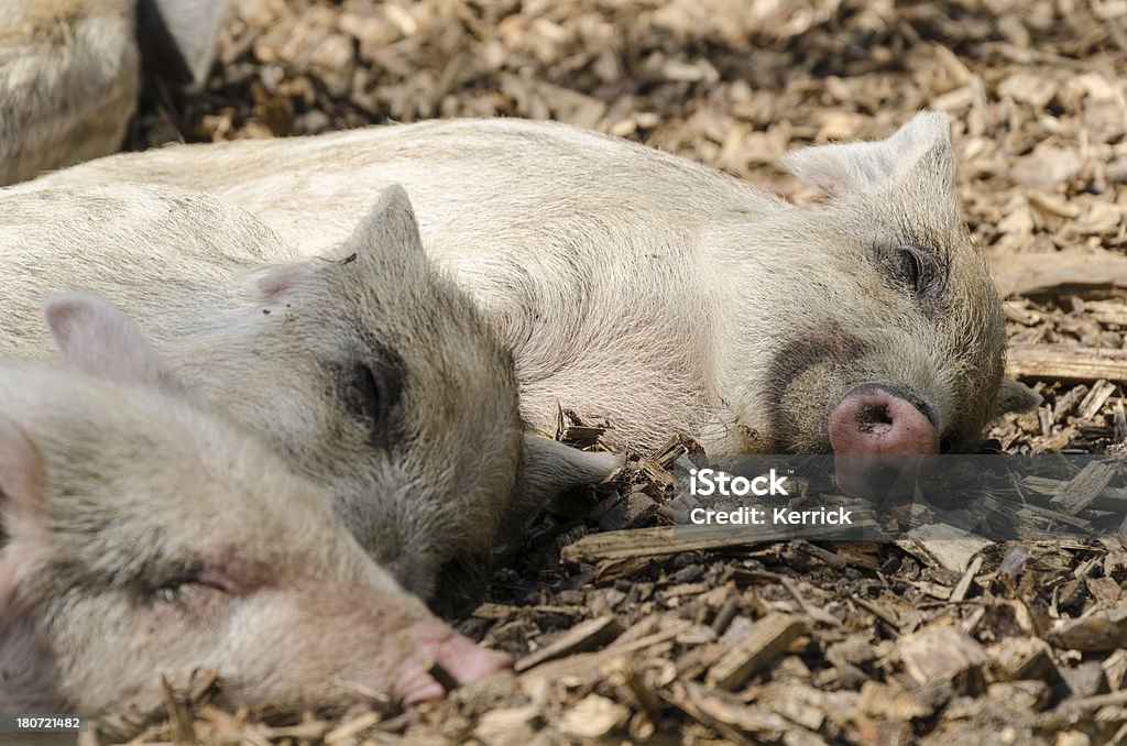 Ferkel schlafen im Frühjahr so - Lizenzfrei Agrarbetrieb Stock-Foto