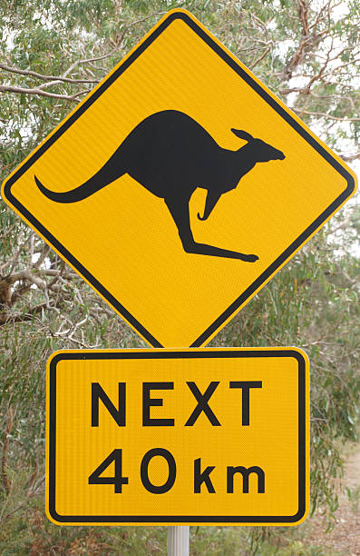 Australian Kangaroo Road Warning Sign A yellow warning sign indicating the danger of kangaroos in the road. kangaroo crossing sign stock pictures, royalty-free photos & images