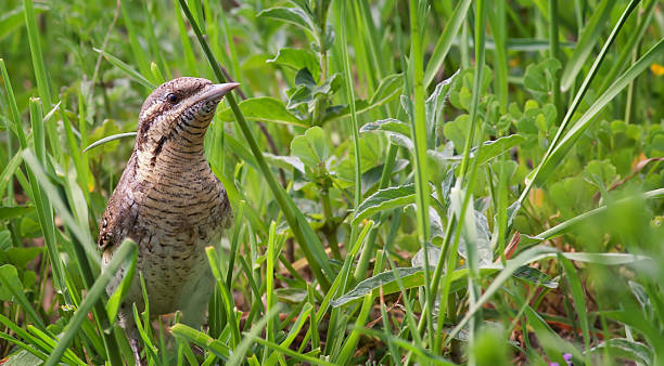 istock Eurasian Wryneck (Jynx torquilla) 180721625