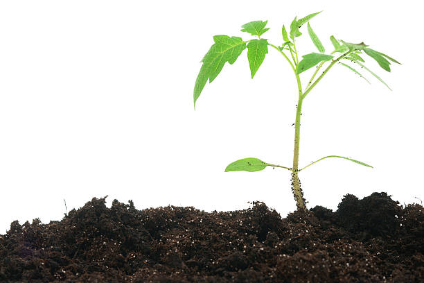 istock Young tomato plant in dirt isolated on white - horizontal 180721741