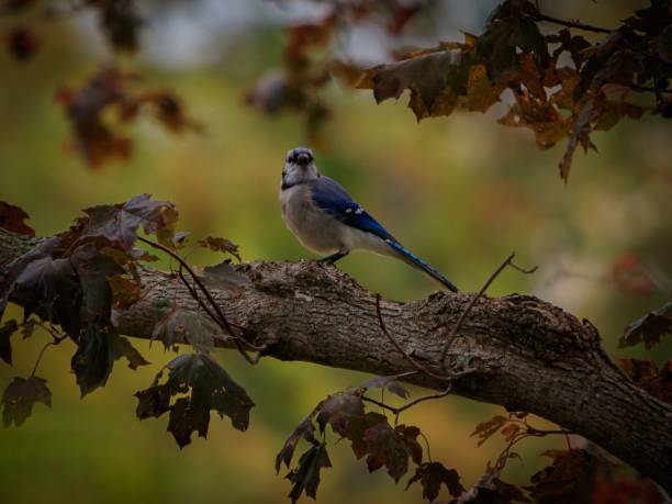istock Majestic blue jay perched on the leafy branches of a tree. 1807218322