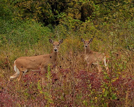 The two white-tailed deer standing in a grassy field.