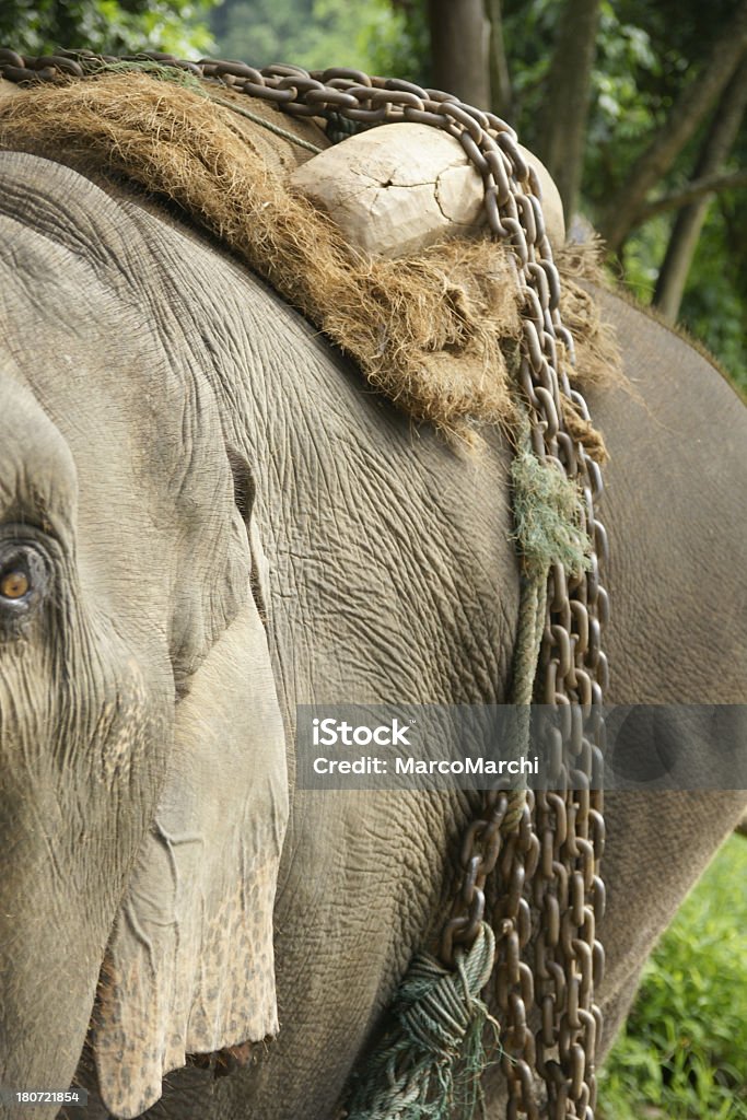 Chaînes d'hôtels - Photo de Animal vertébré libre de droits