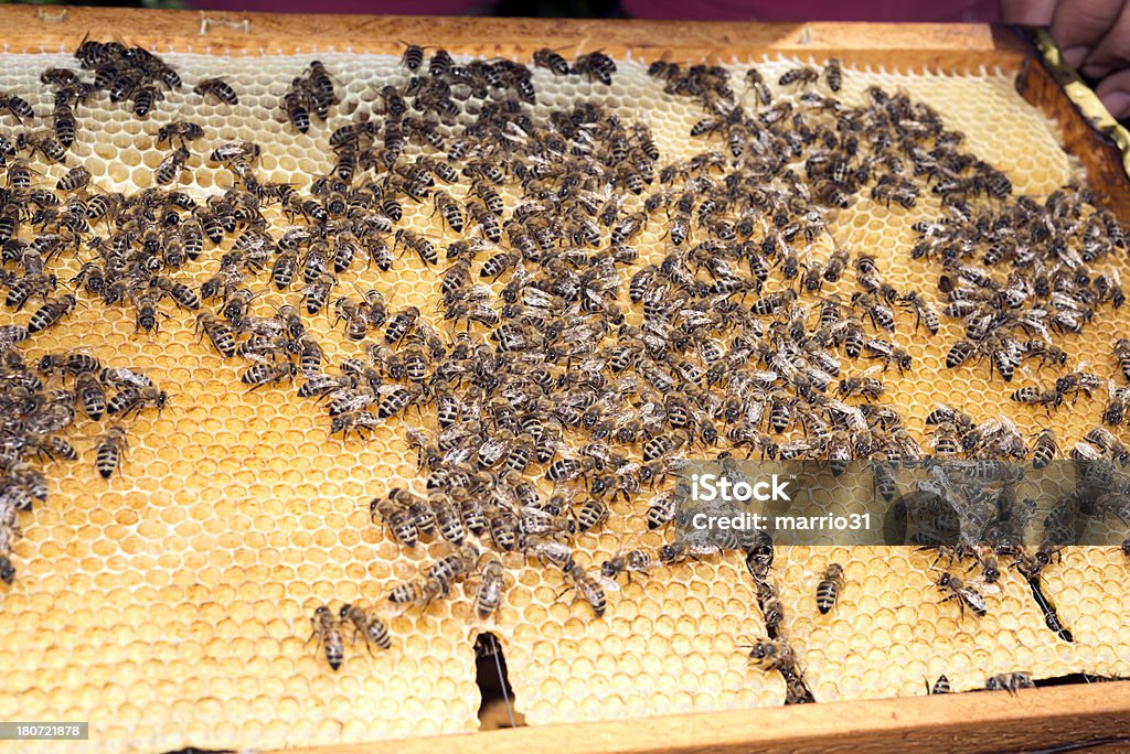 Abeilles sur Peigne - Photo de Abeille libre de droits