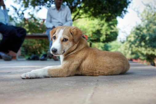 Cute Street dog in Agra