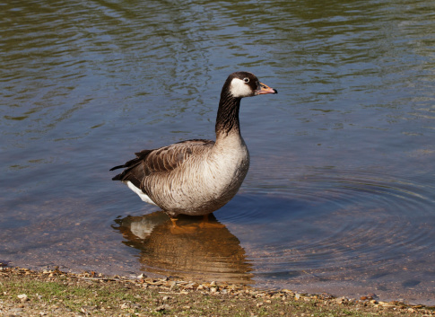 This looks like a Canada goose (Branta canadensis) until you examine it more closely. The dark feathers on the head are more brown than black, and the beak is orange ending in pink, a typical feature of a western greylag goose (Anser anser). Beneath the surface, the legs are coloured orange. It is common to find cross-bred geese. Although it was the mating season, this particular bird had no partner, and might be infertile. Examples of greylag and Canada geese: .