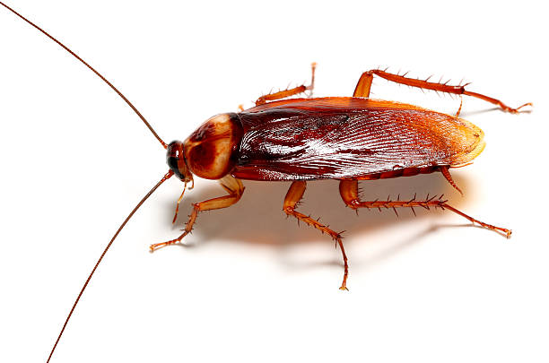 Cockroach Cockroach Periplaneta americana imago periplaneta americana stock pictures, royalty-free photos & images