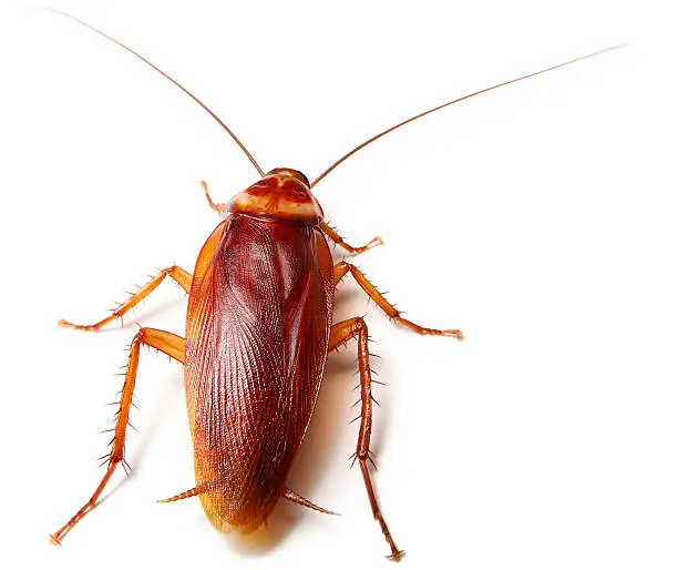 Photo of Cockroach