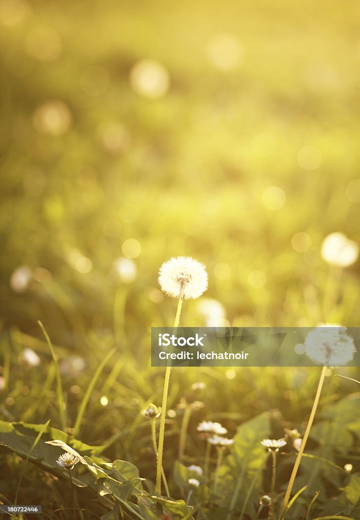Poco concentrato dandelions - Foto stock royalty-free di Ambientazione esterna