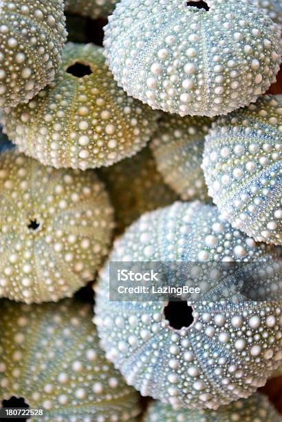 Kina Nz Sea Urchin Stock Photo - Download Image Now - Sea Urchin, Animal Shell, Beach
