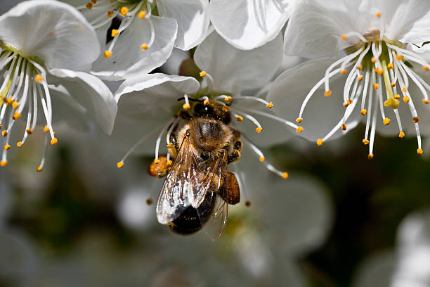 istock Busy honey bee on a cherry blossom 180722592