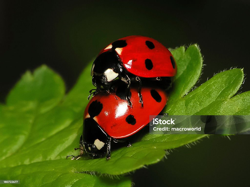 Par de Ladybugs na folha verde-Plano aproximado - Royalty-free Acasalamento Foto de stock