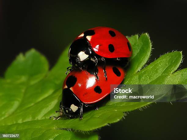 Par De Ladybugs Na Folha Verdeplano Aproximado - Fotografias de stock e mais imagens de Acasalamento - Acasalamento, Alimentar, Antena - Parte do corpo animal