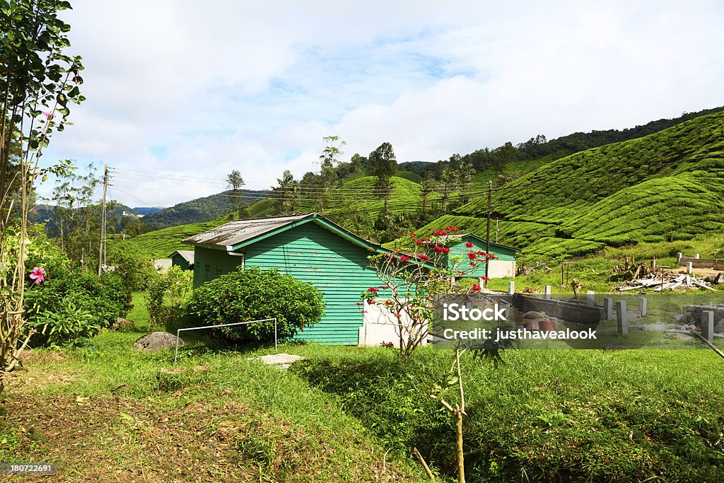 Fattorie di piantagione di tè - Foto stock royalty-free di Agricoltura