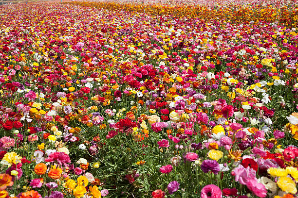 istock Field of Ranunculus flowers 180722714