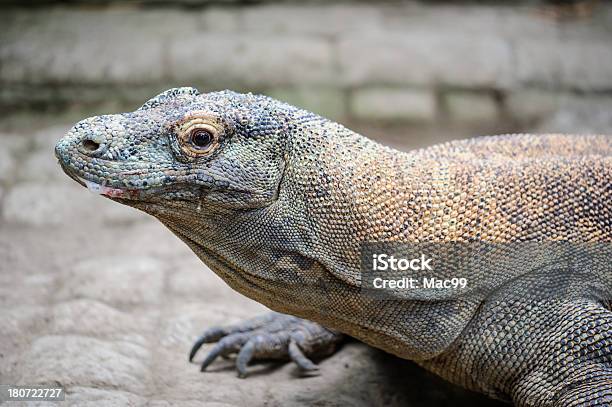 Bloody Komodo Lucertola - Fotografie stock e altre immagini di Varanide - Varanide, Adulto in età matura, Aggressione