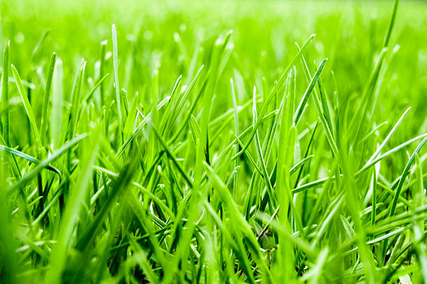 istock Close-up of fresh, juicy green grass background 180722849