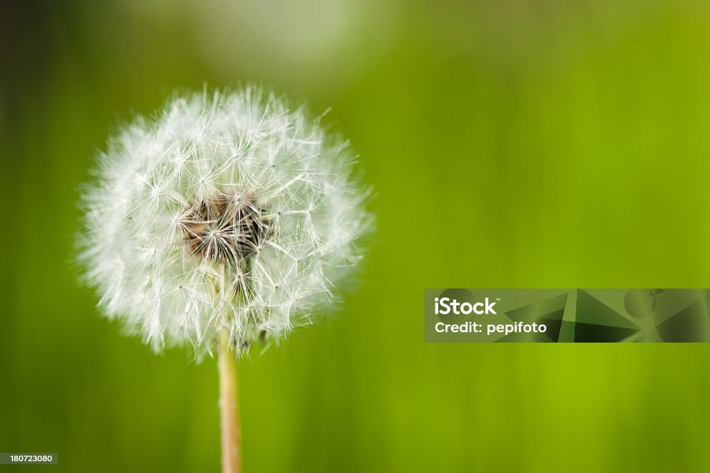 De pissenlit blowball - Photo de Blanc libre de droits