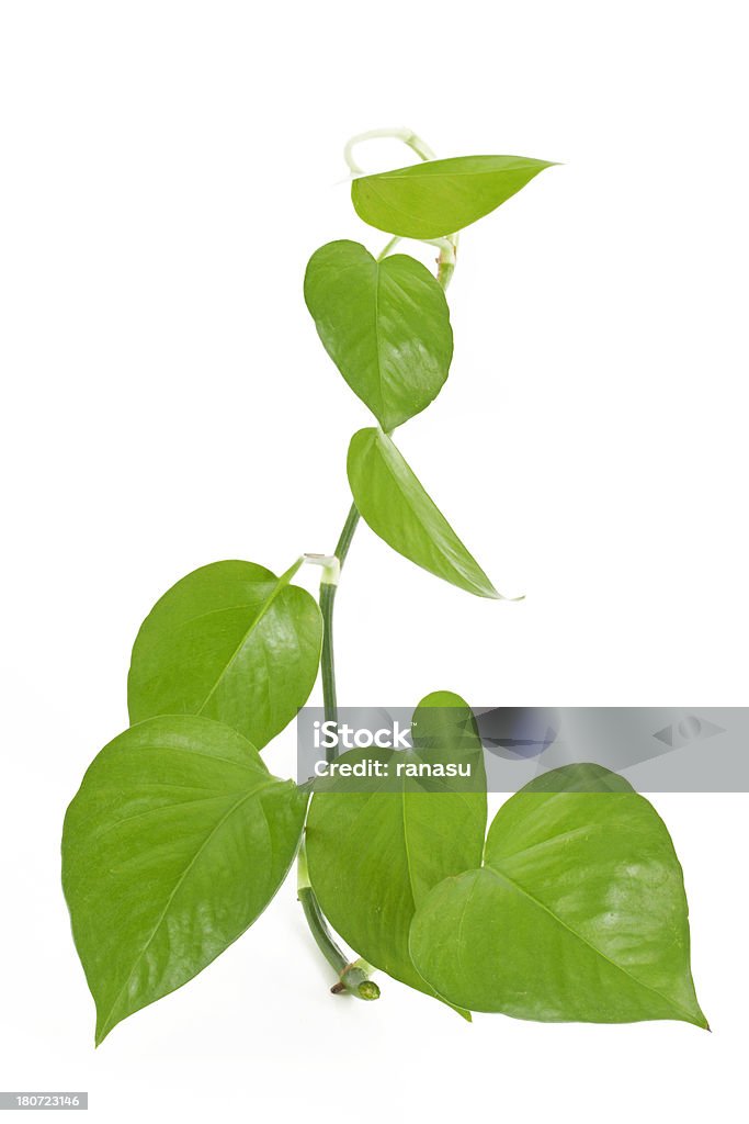 ivy Planta - Foto de stock de Beleza royalty-free