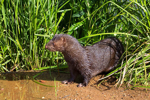 American Mink American Mink  Neovison vison american mink stock pictures, royalty-free photos & images