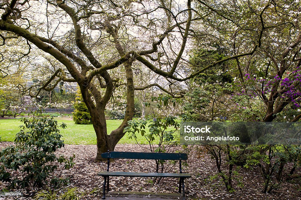 Banco en gran árbol de Magnolia - Foto de stock de Aire libre libre de derechos