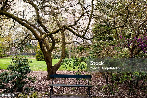 Banco En Gran Árbol De Magnolia Foto de stock y más banco de imágenes de Aire libre - Aire libre, Ajardinado, Asiento