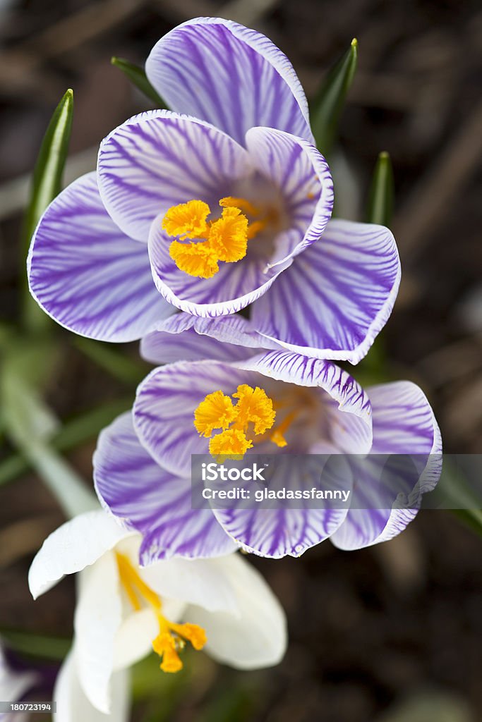 Crocus de printemps de gros plan - Photo de Blanc libre de droits