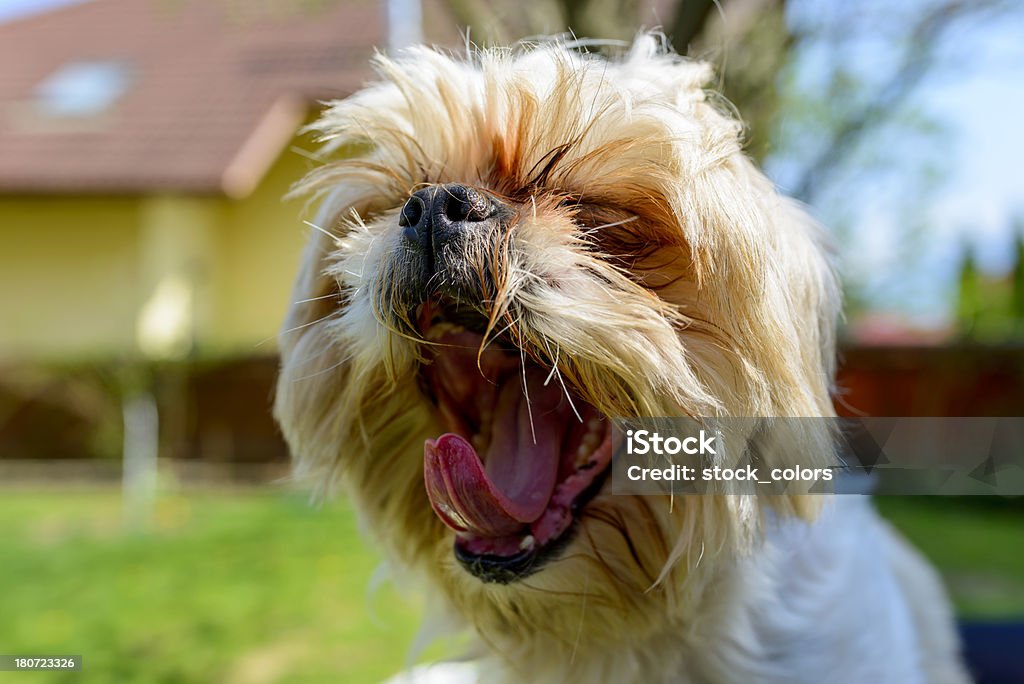 Hund nach Luft schnappen - Lizenzfrei Augen geschlossen Stock-Foto