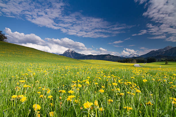 Cтоковое фото Allgaeu Summer