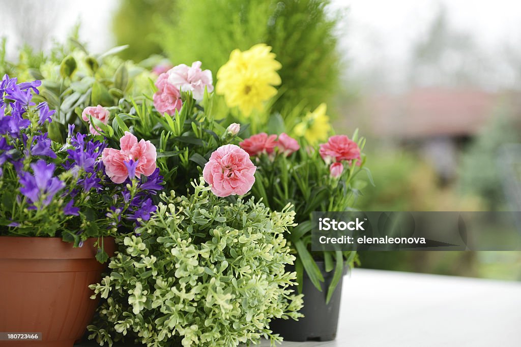 Plantas en recipientes - Foto de stock de Aire libre libre de derechos