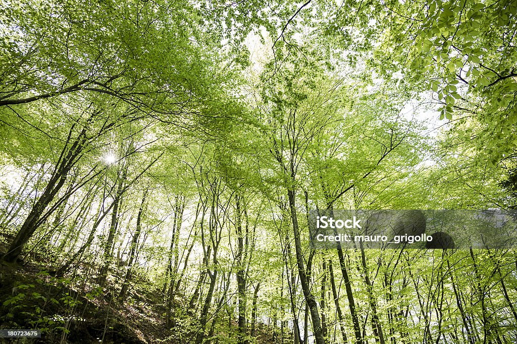 Mountain forest Natural Park in spring. Alley Stock Photo