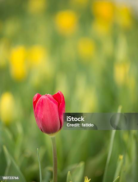 Tulipán Rojo Foto de stock y más banco de imágenes de Tulipán negro - Tulipán negro, Abril, Agricultura