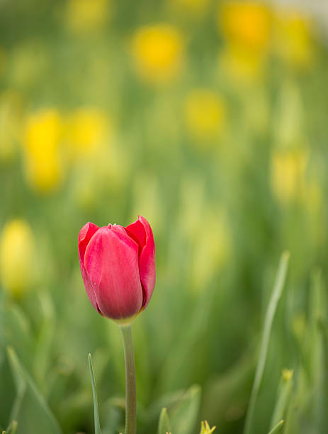 레드 튤립 - double tulip 뉴스 사진 이미지
