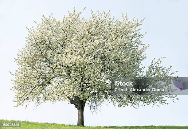 Cherry Tree In Full Bloom On Meadow Stock Photo - Download Image Now