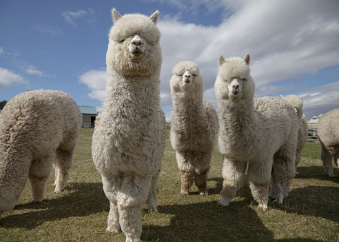 Alpacas and llamas herd on the pasture in the Cuzco Peru.