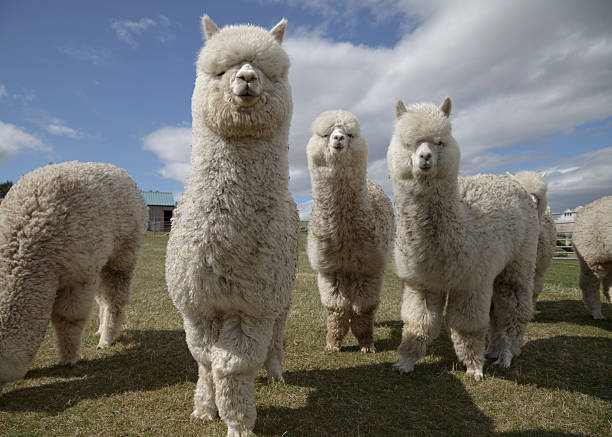 Group of fluffy white alpacas on a farm in Scotland A group of white alpacas on a farm in Scotland lama stock pictures, royalty-free photos & images
