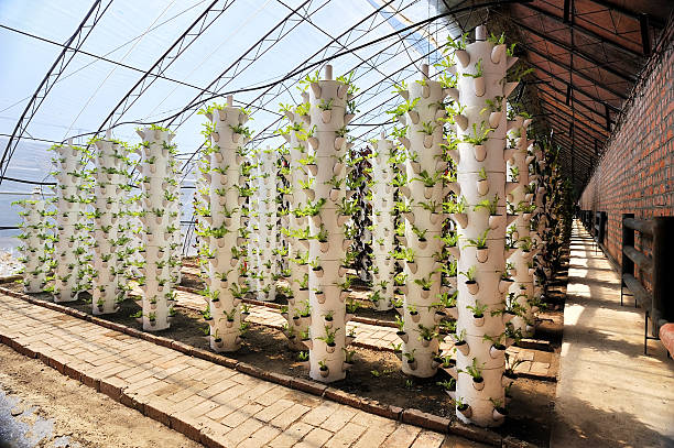 stereoscopic em - construction frame plastic agriculture greenhouse imagens e fotografias de stock