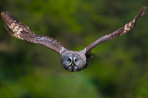 Great grey owl stock photo