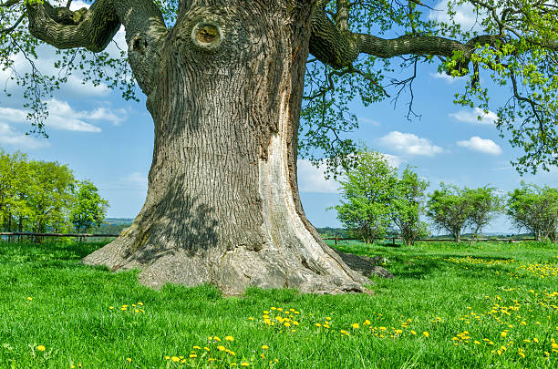 один oak в луг - kalte eiche стоковые фото и изображения